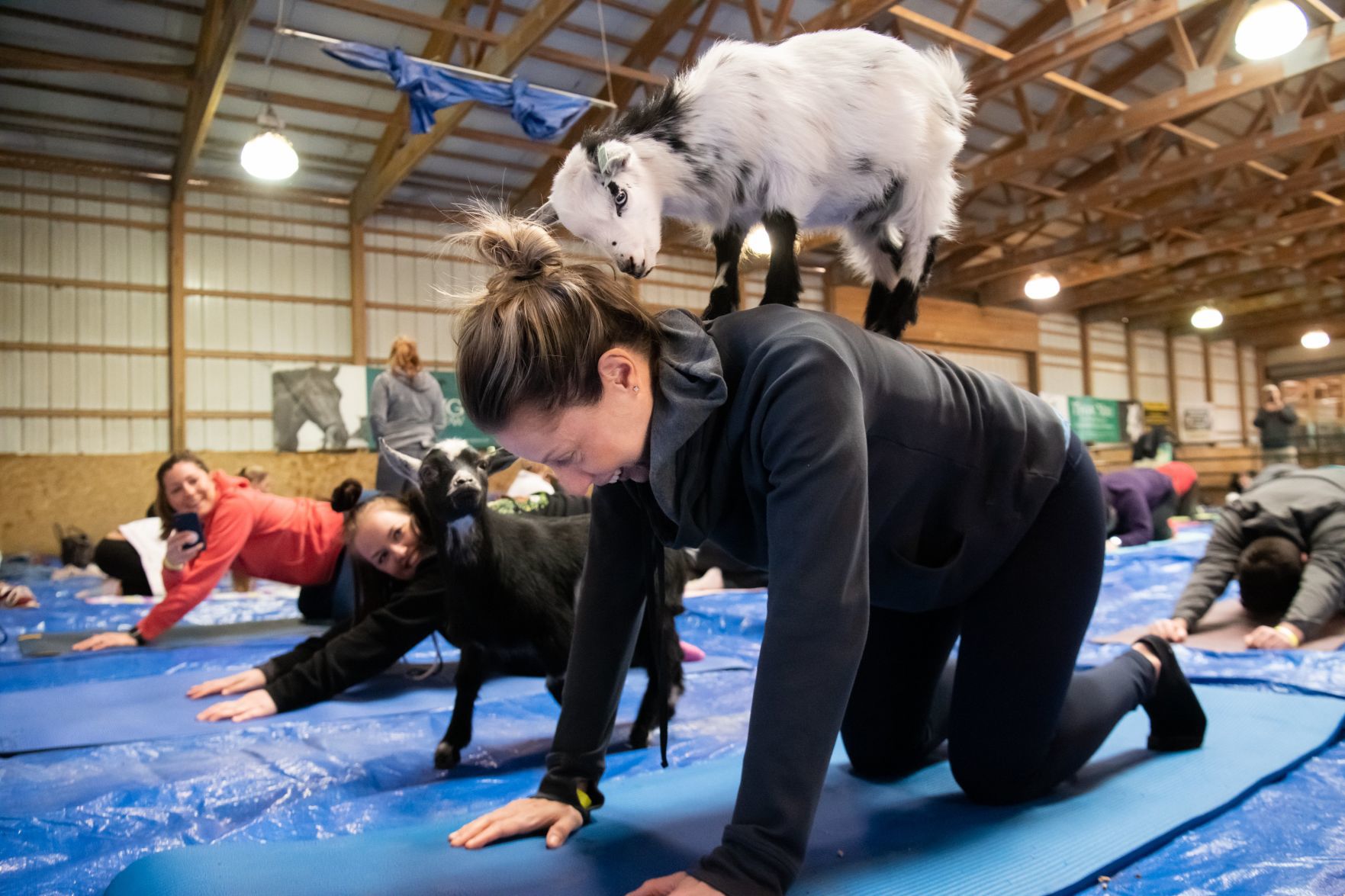 Baby goat yoga at Longmeadow Rescue Ranch